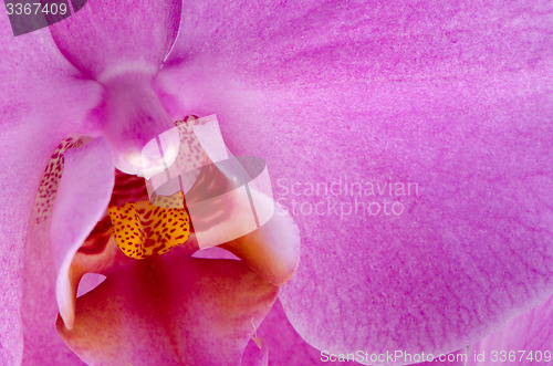 Image of Closeup of beautiful pink orchid