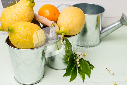 Image of Limes on wooden table