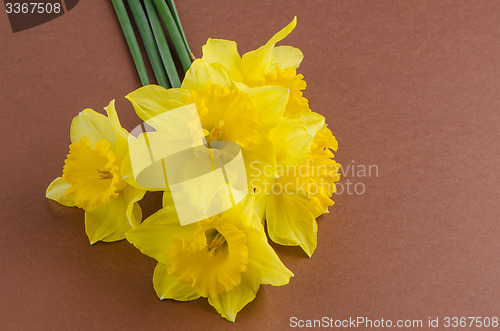 Image of Jonquil flowers