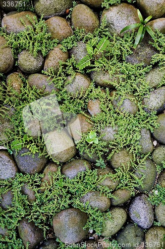 Image of Plants growing among rocks

