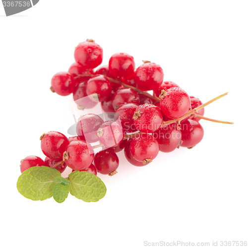Image of Red Currants