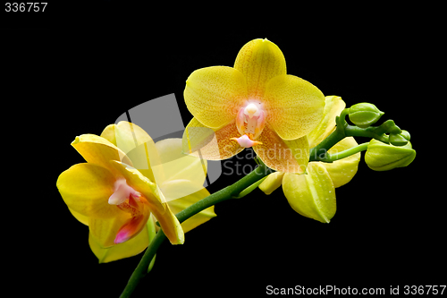 Image of Yellow orchid

