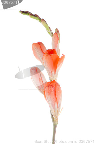 Image of Orange lilies