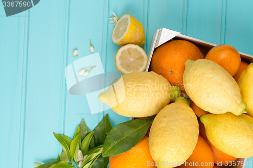 Image of Citrus fresh fruits