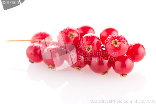 Image of Red Currant