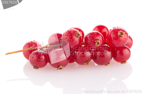 Image of Red Currants