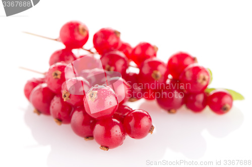 Image of Red Currants
