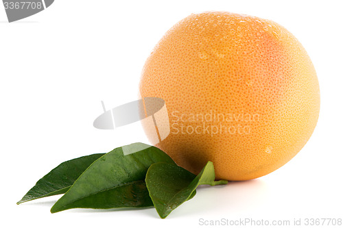 Image of Ripe red grapefruit