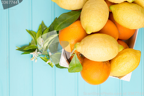 Image of Citrus fresh fruits