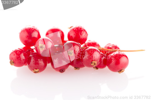 Image of Red Currants