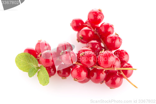 Image of Red Currants