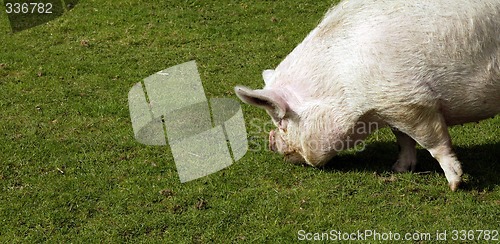 Image of Pig