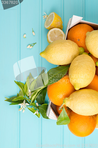 Image of Citrus fresh fruits