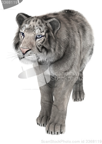 Image of White Tiger