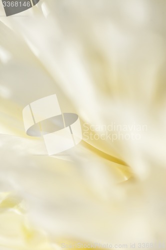 Image of Abstract beautiful gentle spring flower background.  Closeup with soft focus. Sweet color
