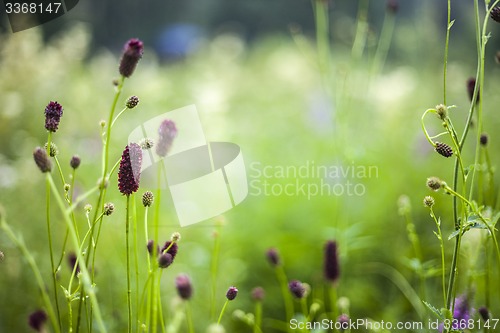 Image of Abstract beautiful gentle spring flower background.  Closeup with soft focus. Sweet color