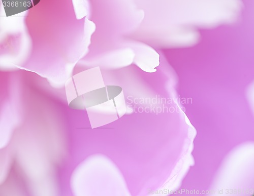 Image of Abstract beautiful gentle spring flower background.  Closeup with soft focus. Sweet color