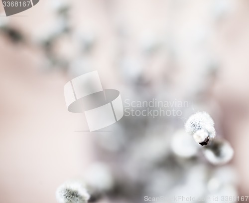 Image of Beautiful spring flowers background. Nature bokeh. Banner large.