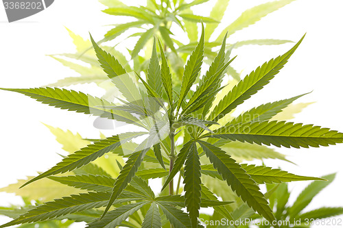 Image of Fresh Marijuana Plant Leaves on White Background