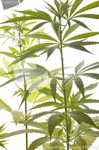 Image of Fresh Marijuana Plant Leaves on White Background