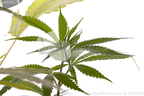 Image of Fresh Marijuana Plant Leaves on White Background