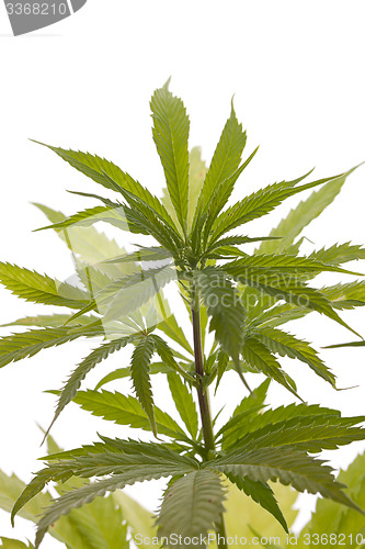 Image of Fresh Marijuana Plant Leaves on White Background