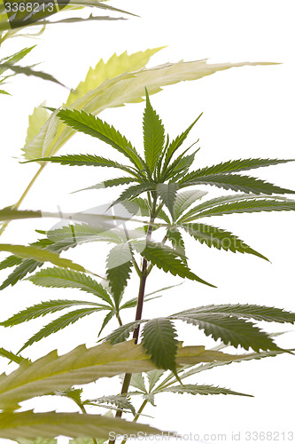 Image of Fresh Marijuana Plant Leaves on White Background