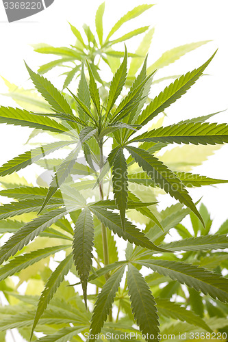 Image of Fresh Marijuana Plant Leaves on White Background