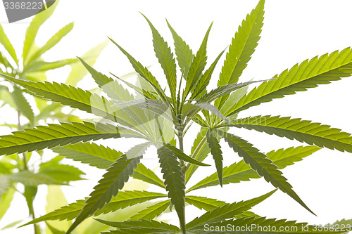 Image of Fresh Marijuana Plant Leaves on White Background