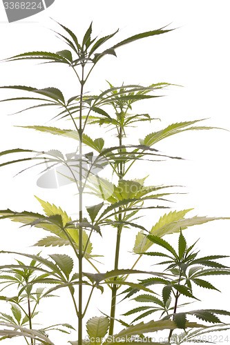 Image of Fresh Marijuana Plant Leaves on White Background