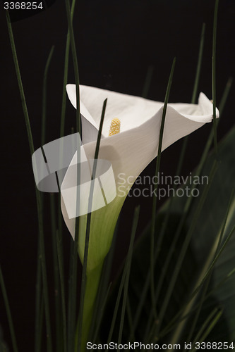 Image of White Calla Lili in front of black Background macro Detail