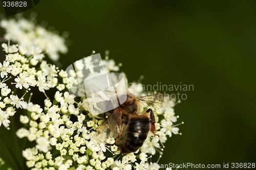 Image of eating spider