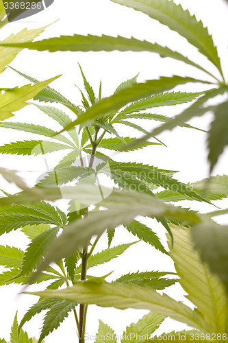 Image of Fresh Marijuana Plant Leaves on White Background