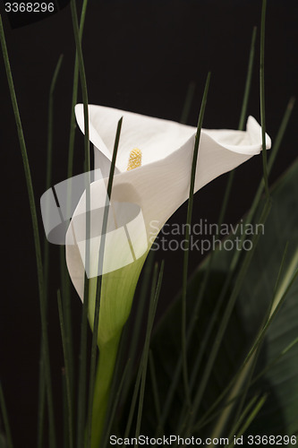 Image of White Calla Lili in front of black Background macro Detail