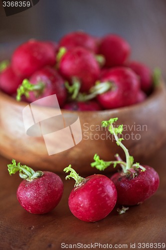 Image of harvest of ripe radish.