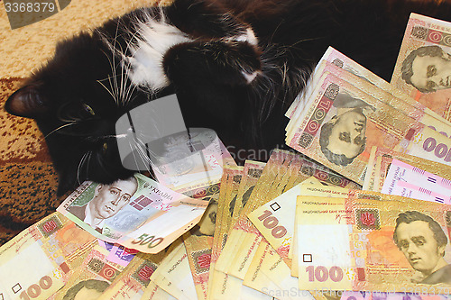 Image of cat lying on the carpet with Ukrainian money