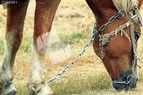 Image of rural horse grazing on the pasture