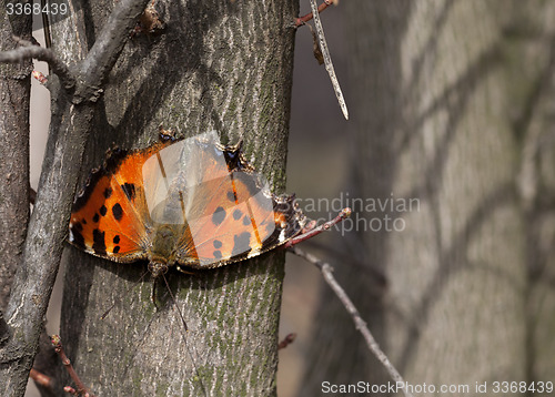 Image of Butterfly on tree trunk in forest