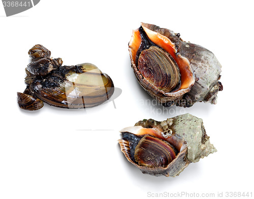 Image of Two veined rapa whelk and river mussel (anodonta)