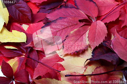 Image of Background of multicolor autumn leafs 