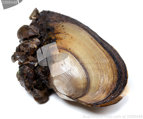 Image of River mussels on white background