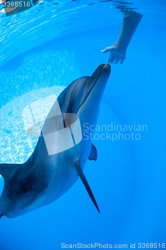 Image of Dolphin swims under the water