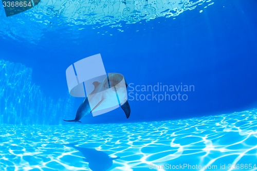 Image of Dolphin swims under the water