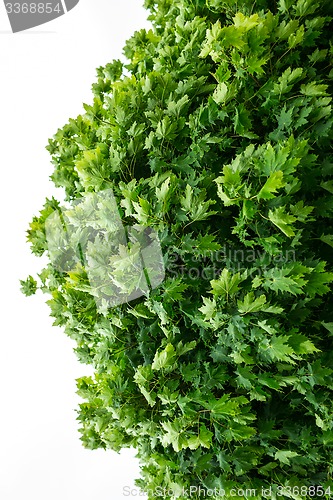 Image of Piece of green maple crown on a white background