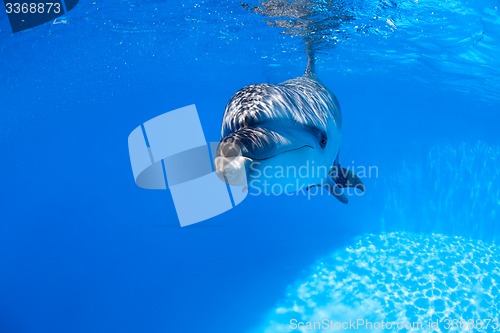 Image of Dolphin swims under the water