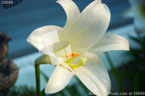 Image of White Lily Flower