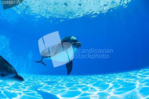 Image of Dolphins couple