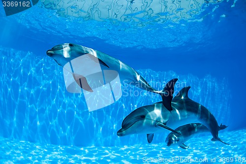 Image of Dolphins