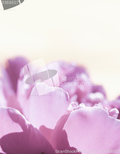 Image of Beautiful spring flowers background. Nature bokeh. Banner large.