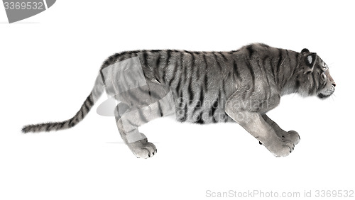 Image of White Tiger